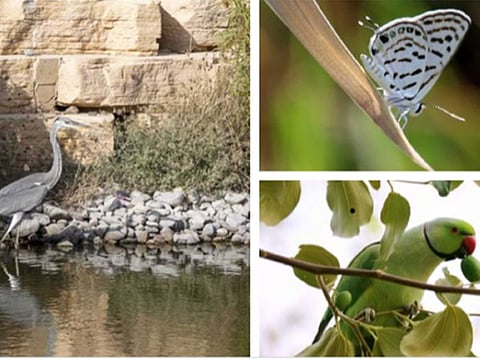 The field survey extended over six months and used monitoring equipment including ultrasound recorders and motion cameras to capture the movement of animals such as birds, reptiles and bats. Also recorded were different types of plants, insects, mammals, fish and fungi.