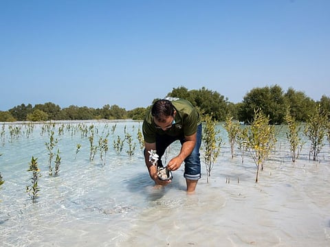 As one of the most popular landmarks in Abu Dhabi, Jubail Island is the first self-contained educational, natural and leisure destination of its kind in Abu Dhabi.