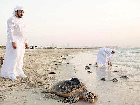 Sheikh Hamdan bin Zayed Al Nahyan and his sons participated in the release of the turtles at Saadiyat Beach.