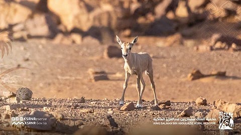 The King Salman bin Abdul Aziz Royal Reserve has released pictures of the Arabian oryx.