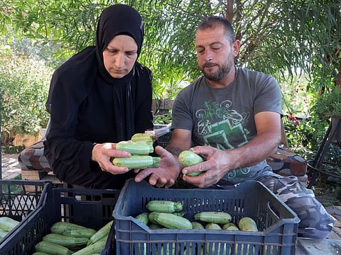 Qassem Shreim, 42, and his wife Khadija, 39, sort out zucchinis outside their home in Houla village, near the border with Israel, southern Lebanon June 8, 2022.