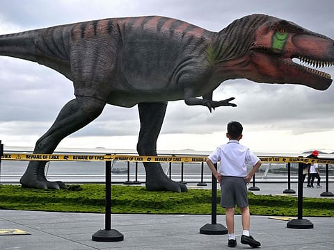 A young boy looks at a 1:1 scale robotic tyrannosaurus rex dinosaur displayed in Hong Kong on June 6, 2022. Picture for illustrative purposes.