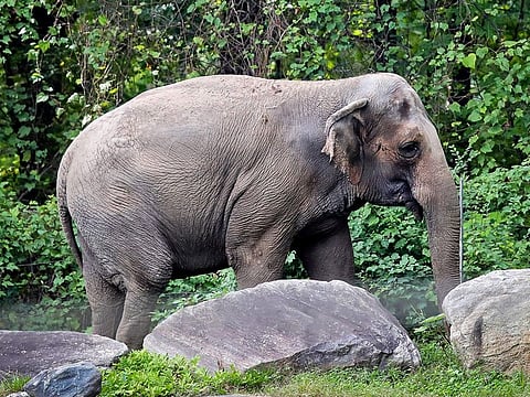 Bronx Zoo elephant "Happy" strolls inside the zoo's Asia Habitat in New York on Oct. 2, 2018.