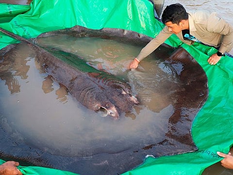 A local fisherman caught the 661-pound (300-kilogram) stingray, which set the record for the world's largest known freshwater fish and earned him a $600 reward