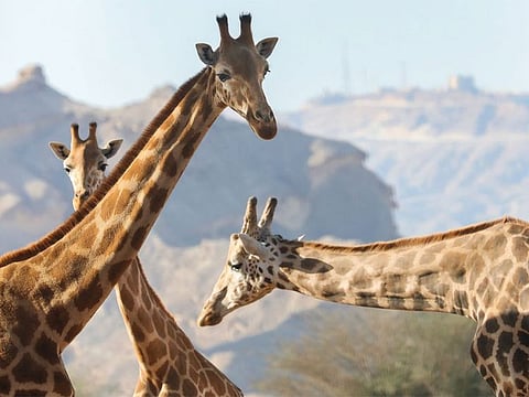 The stunning Rothschild’s Giraffes at Al Ain Zoo. The oldest of them is 25 years old.