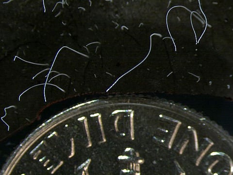 This microscope photo provided by the Lawrence Berkeley National Laboratory shows thin strands of Thiomargarita magnifica bacteria cells next to a US dime coin.