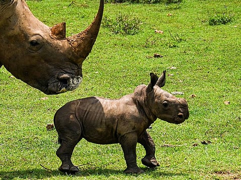 A white rhino calf strolls with its mother in the African Grassland, at the National Zoo of Cuba in Havana, on June 23, 2022.
