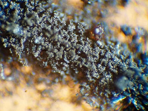 Moon dust from the 1969 Apollo 11 mission, which was pulled from an auction listing after NASA said the dust, and some cockroaches that were fed the dust, are property of the federal government.