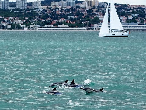 A dolphin pod swims at the mouth of the Tagus River with Lisbon in the background, on June 24, 2022. Starting Monday the United Nations is holding its five-day Oceans Conference in Lisbon hoping to bring fresh momentum for efforts to find an international agreement on protecting the world's oceans.