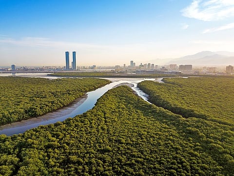 Panoramic view of mangrove forest in the United Arab Emirates
