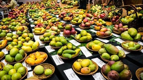 Mangoes on display at the 3-day festival. Pakistan produces more than 200 varieties of mangoes that are exported all over the world.