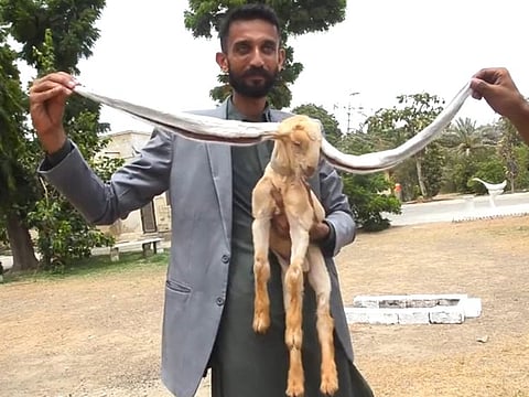 Pakistani baby goat Simba with its owner Hassan Narenjo.