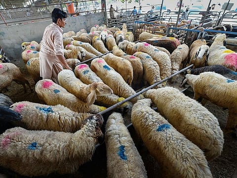 In the UAE alone, about 100,000 people will stand to benefit from Emirates Red Crescent's Adahi campaign.