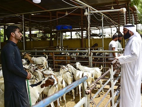 Customers at the cattle market in Dubai, ahead of Eid Al Adha.