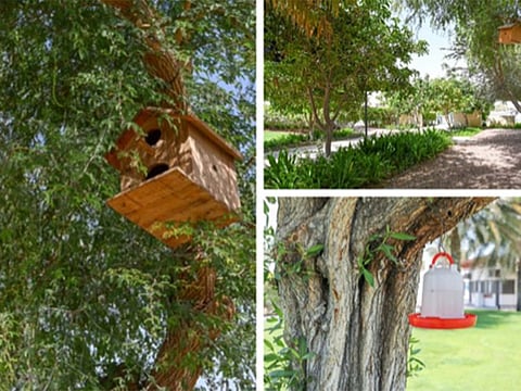 The bird watering and nest building initiative will see the Abu Dhabi City Municipality installing bird nests, and watering and feeding stations, for birds across the capital city.