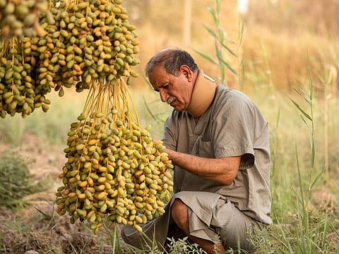 Ahmad Al Awad harvests dates from one of his palm trees in the southern Iraqi city of Basra, on July 9, 2022.