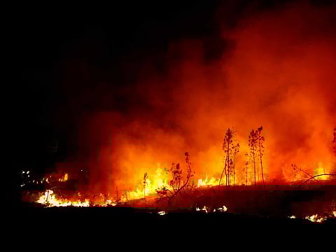 A view shows burning trees amid a tactical fire in Louchats, as wildfires continue to spread in the Gironde region of southwestern France, July 17, 2022.