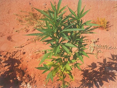Abu Dhabi Police raided the farm and arrested the individuals, while also confiscating the cannabis plants.