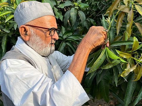 Kaleem Ullah Khan, locally known as the Mango Man, shows how he grafts different varieties of mangoes on a 100-year-old tree at his farm in Malihabad, some 30 kms from Lucknow, in this picture taken on June 20, 2022.