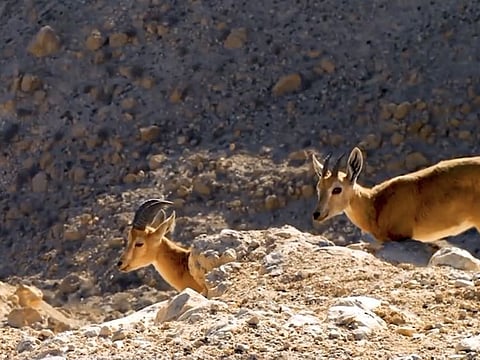 Wildlife at Hingol National Park.