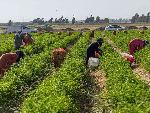 A farmer collects the pepper crop, in Al Fashn in Egypt's Beni Suef governorate, some 150km south of the capital, on June 13, 2022. - The crops are collected for the benefit of start-ups companies contracting with the owner of the lands.Despite their crucial role feeding 103 million people, Egypt's smallholder farmers the country's lifeline in the war in Ukraine are cash-strapped and indebted, selling their harvests at a loss.