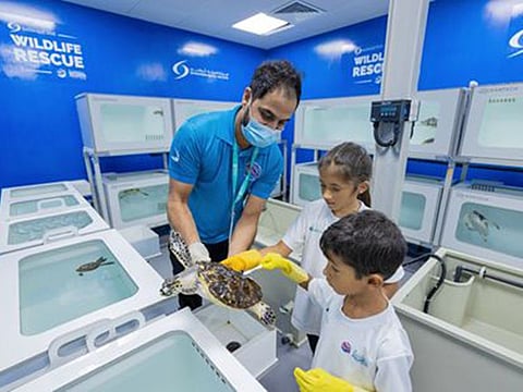 Children will learn how to detect garbage in a sea turtle’s stomach, among many other activities in the summer camp