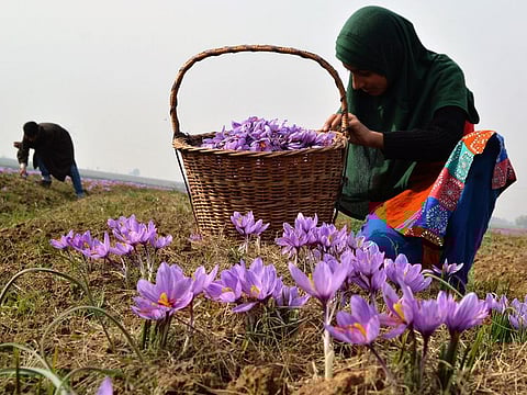 Red gold of Kashmir, the prized Himalayan saffron being harveted during autumn in the valley