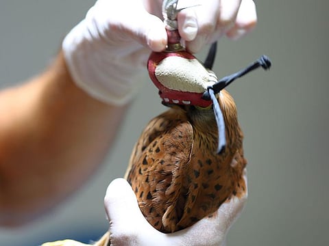 The researchers’ newly-developed falcon genomes and findings of unique evolutionary patterns could make falcons a model for the study of the links between genomic evolution, speciation, and environmental adaption.