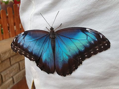 If you're lucky, some butterflies might come sit on you.