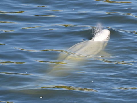 A beluga whale is seen swimming up France's Seine river, near a lock in Courcelles-sur-Seine, western France on August 5, 2022.