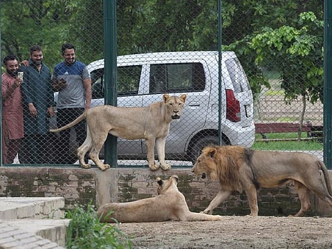 In this picture taken on August 3, 2022, visitors look at lions at the Lahore Safari Zoo in Lahore.