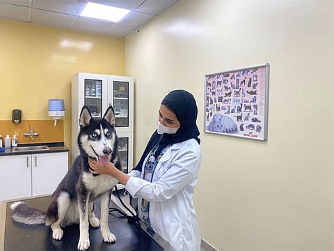 Dr Fatima Salah Al Ali takes care of the rescued husky at the municipality’s shelter on Monday.