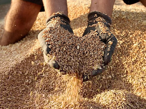 Higher food import bills has been a way of life for about 12 months now, further scaled up by the Russia-Ukraine conflict.