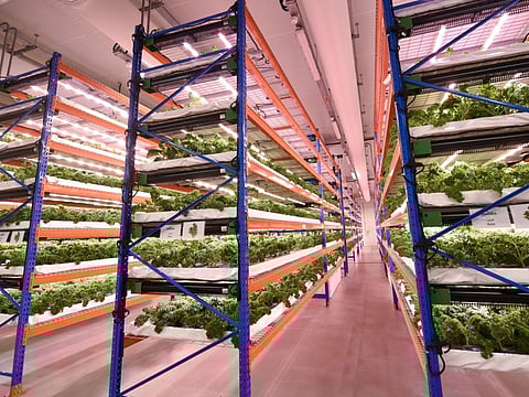 Located near Dubai World Central – Al Maktoum International Airport, the massive hydroponic farm is spread across 330,000 square feet, spanning three floors