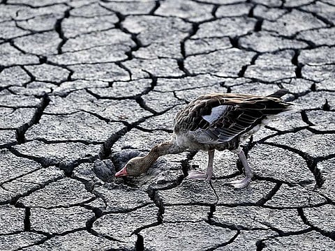 File photo: A goose looks for water in the dried bed of Lake Velence in Velence, Hungary, Thursday, Aug. 11, 2022.