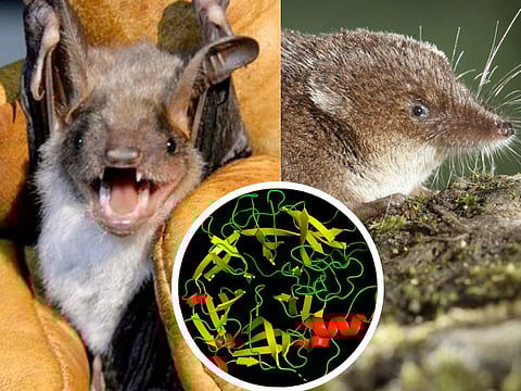 CLOSE WATCH: Scientists are closely monitoring LayV, a newly-identified pathogen that causes respiratory infections. LayV forms part of a genus of viruses called henipaviruses typically harboured in fruit bats (left) and shrews (right). File photo (inset) shows the structure of MojV-G glycoprotein of Mojiang virus, which is closely related to LayV.