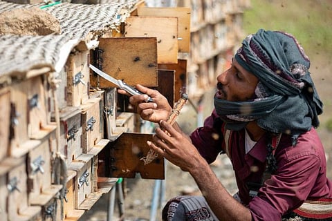 A Yemeni beekeeper uses smoke to calm bees, as he checks beehives at a farm in Yemen's third city of Taez, on June 28, 2022. Experts consider Yemeni honey as one of the best in the world, including the prized Royal Sidr known for its therapeutic properties.