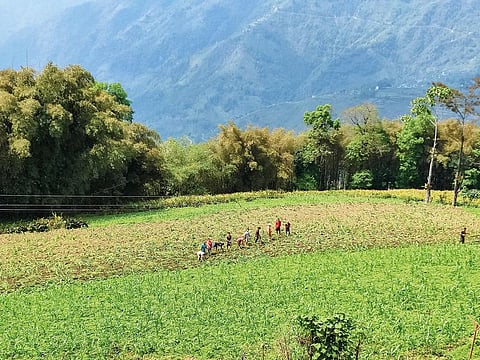 Tourists visiting Tinkitam in Sikkim indulge in a spot of organic farming