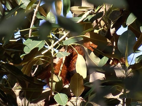 Ravi, a 7 year old red panda, sits in a tree near the zoo he escaped from days earlier.