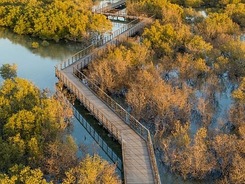 Jubail Mangrove Park