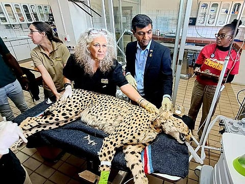 An African Cheetah going through a health exam by an international team of experts at Cheetah Conservation Fund before settling in the Kuno National Park in Madhya Pradeshin, in presence of Indian High Commissioner in Namibia Prashant Agrawal, in Windhoek on Monday, August 15, 2022.