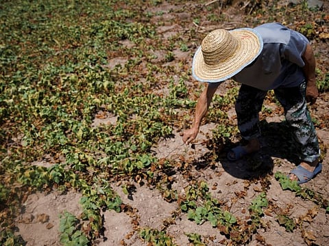 Local farmer Chen Xiaohua, 68, shows his dead sweet potato plants after all his crops perished as the region is experiencing a drought in Fuyuan village in Chongqing.