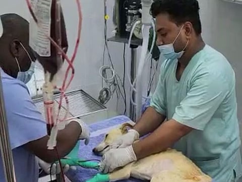 Lucky undergoing blood transfusion at the Vets24 Veterinary Clinic in Ras Al Khaimah.