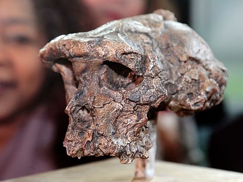 This file photograph taken on November 11, 2013, shows a cast of the skull of 'Toumai' - the nickname given to a skull fossil discovered in Chad in 2001 which led to the discovery of an extinct hominine species that is dated to about 7 million years ago - during a donation ceremony at UNESCO headquarters in Paris.