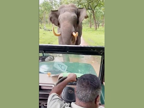 The video has created a social buzz with netizens showering praises at the jeep driver Prakash for displaying exemplary courage by covering a long distance in reverse gear as the elephant charged on.