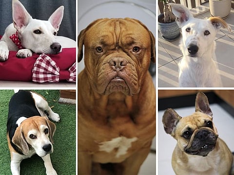 Here are some first-hand experiences from UAE residents that will help pet parents prepare for regular and one-off pet care expenses. (Clockwise, from top left, 'Aria' - Ravania Reddy's dog, 'Zorro' - Shanon Mallier's dog, 'Giggles' - Rajiv Madidi's dog, 'Bella' - Shanon Mallier's dog, and 'Popo' - Sidhartha Halder's dog.)