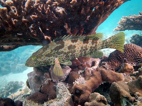 The expansion and intensification of hypoxia in the Gulf has the potential to alter its biogeochemistry and marine ecosystems in various ways, the researchers said.