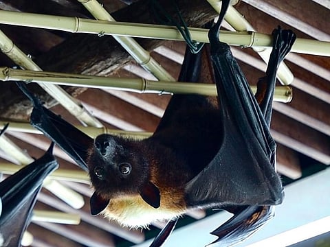 Flying foxes are the largest Megabat species in the world, and are capable of sustained flight