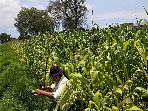 A small grain farmer cleans corn plants on her farm at La Constitucion Totoltepec neighbourhood, in Toluca, Mexico, August 3, 2022.