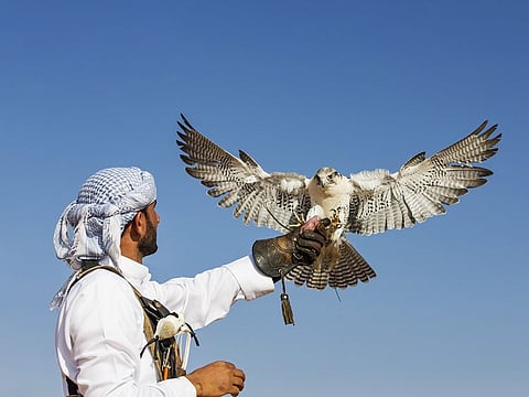 Falconers can only hunt Houbara bustards in the UAE